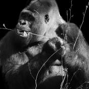 gorilla 4-2022 1766